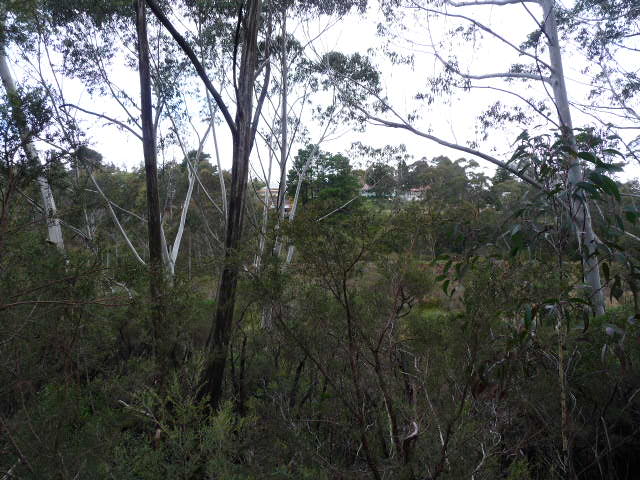 The Gully, Katoomba, 2012